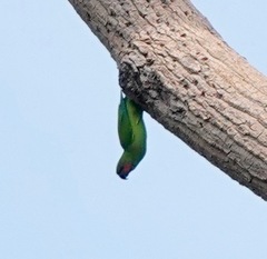 Psittacula longicauda