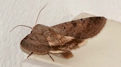 Pandesma quenavadi