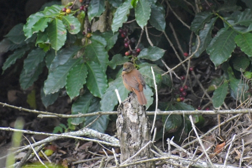 Ruby-crowned Tanager