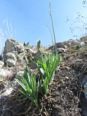 Hemiphylacus latifolius