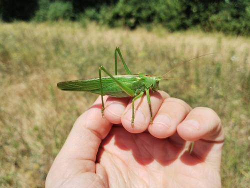 Great Green Bush-cricket