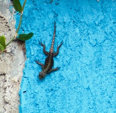 Sceloporus taeniocnemis