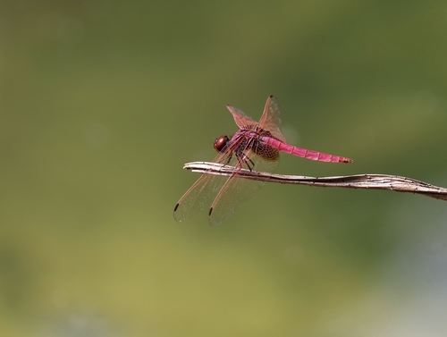Crimson Marsh Glider