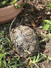 Stigmochelys pardalis