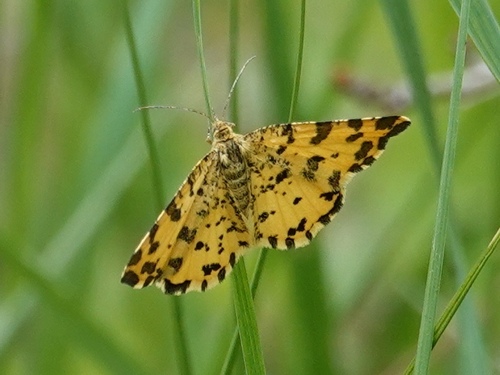 Speckled Yellow
