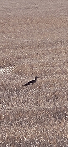 Long-billed Curlew