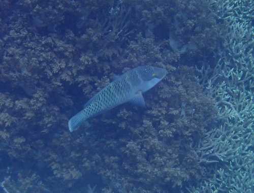 Napoleon Wrasse — seen at this dive site