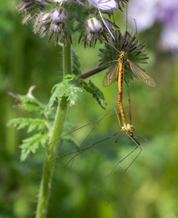 Nephrotoma flavescens