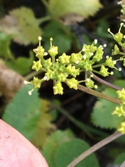 Tauschia arguta