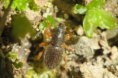 Barypeithes pellucidus