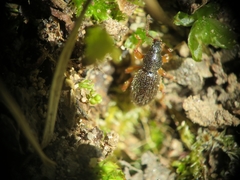 Barypeithes pellucidus