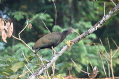 Mesembrinibis cayennensis