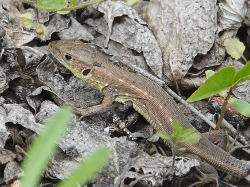 Green Lizard