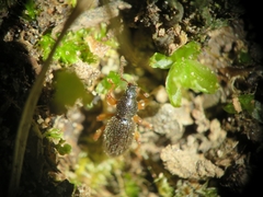 Barypeithes pellucidus