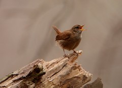 Troglodytes troglodytes