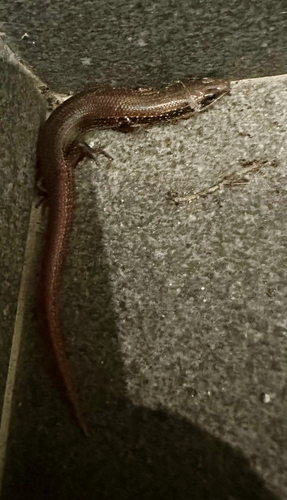 Guinean Forest Skink