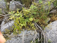 Tauschia arguta