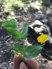 Lathyrus aphaca