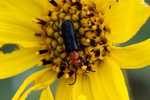 Nemognatha nigripennis