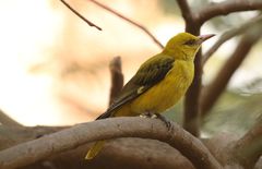 Indian Golden Oriole photo 2