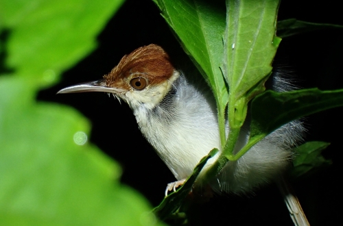 Rufous-tailed Tailorbird (Orthotomus sericeus)