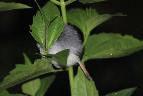 Rufous-tailed Tailorbird (Orthotomus sericeus), photo 2