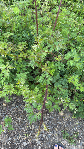 Cutleaf Blackberry