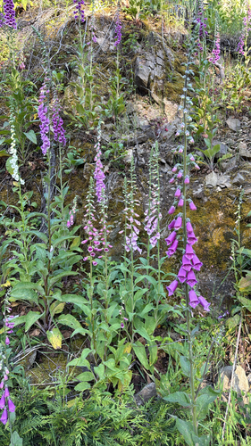 purple foxglove