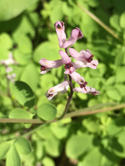 Corydalis triternata