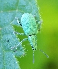 Polydrusus planifrons