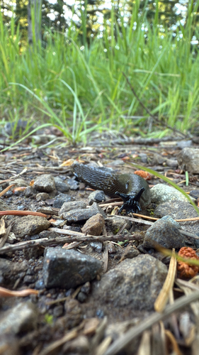 Black Slug