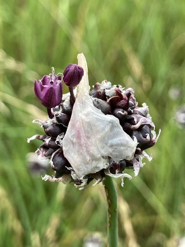 Sand Leek