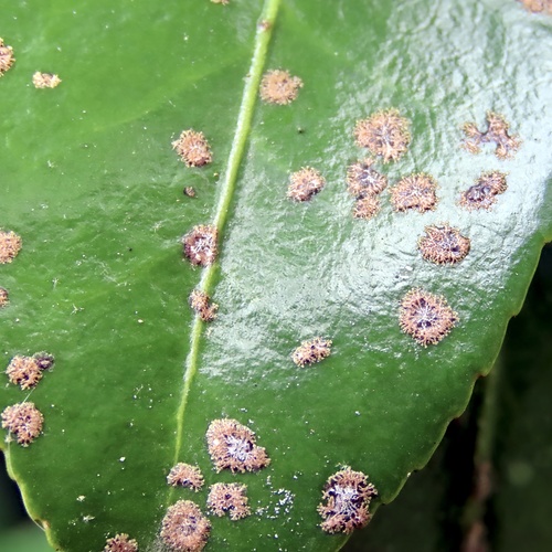 Cephaleuros virescens observed 2026-05-13