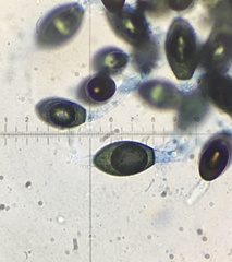 Podospora myriospora