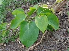 Ficus rumphii