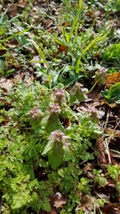 Lamium purpureum purpureum