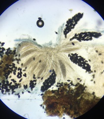 Podospora myriospora