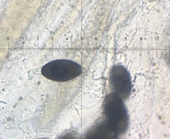 Podospora myriospora