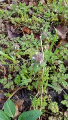 Lamium purpureum purpureum