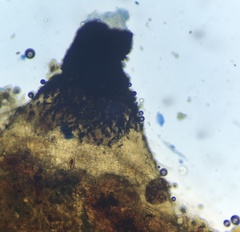 Podospora myriospora