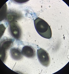 Podospora myriospora