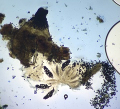 Podospora myriospora