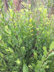 Solidago radula