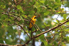 Icterus nigrogularis