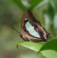 Polyura athamas athamas