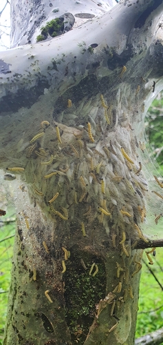 Bird-cherry Ermine