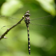 Cordulegaster obliqua