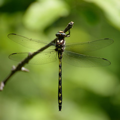 Cordulegaster obliqua