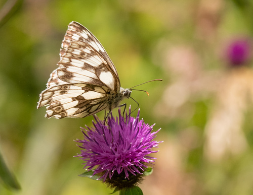 Marbled White