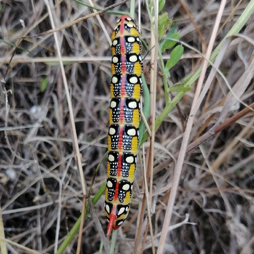 Leafy Spurge Hawkmoth